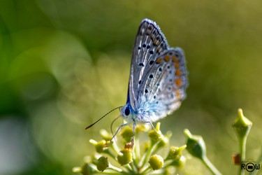 D85_3947_DxO-Bearbeitet.JPG